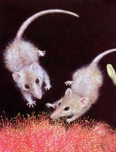 Honey possums - Bodleigh