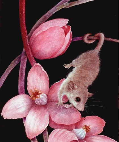 Australian Pygmy Possum